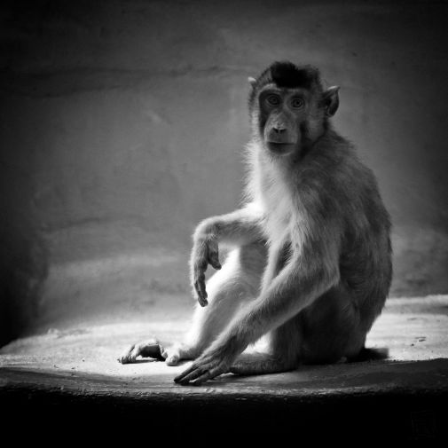 Franck Rondot Photographe   017   2010  oleron  zoo