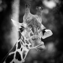 Franck Rondot Photographe   019   2010  oleron  zoo