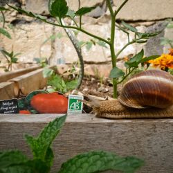 Franck Rondot Photographe   003   g11  jardin  macro  montfermeil