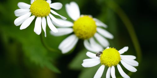 Franck Rondot Photographe   007   fleur  macro  montfermeil