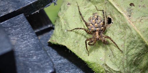 Franck Rondot Photographe   010   macro  montfermeil