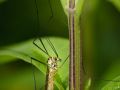 Franck Rondot Photographe   011   macro  montfermeil