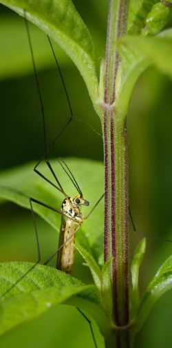 Franck Rondot Photographe   011   macro  montfermeil