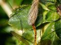 Franck Rondot Photographe   018   macro  montfermeil