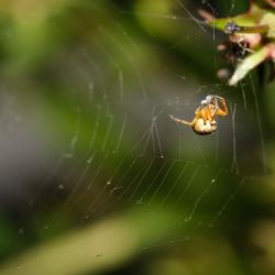 Franck Rondot Photographe   019   macro  montfermeil