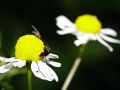 Franck Rondot Photographe   020   macro  montfermeil