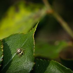 Franck Rondot Photographe   024   macro  montfermeil