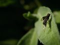 Franck Rondot Photographe   025   macro  montfermeil