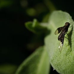 Franck Rondot Photographe   025   macro  montfermeil