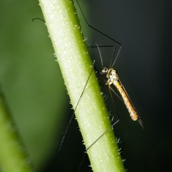 Franck Rondot Photographe   028   macro  montfermeil