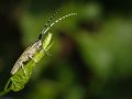 Franck Rondot Photographe   031   macro  montfermeil