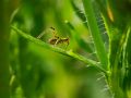 Franck Rondot Photographe   039   macro  montfermeil