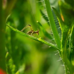 Franck Rondot Photographe   039   macro  montfermeil