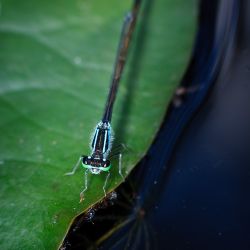 Franck Rondot Photographe   042   macro  montfermeil