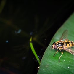 Franck Rondot Photographe   043   macro  montfermeil