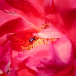 Franck Rondot Photographe   008   fleur  macro  montfermeil