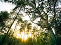 Franck Rondot Photographe   012   bois  foret