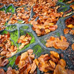 Franck Rondot Photographe   015   comelles  etangs  foret