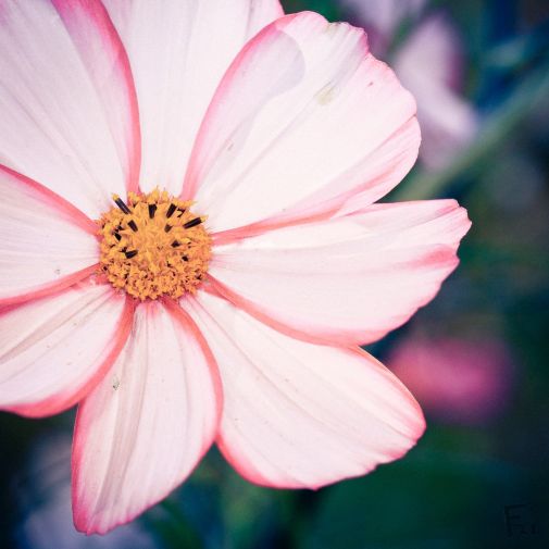 Franck Rondot Photographe   033   fleur  jardin  macro  montfermeil