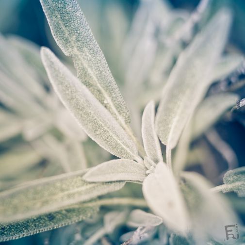 Franck Rondot Photographe   034   fleur  jardin  macro  montfermeil