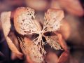 Franck Rondot Photographe   036   fleur  jardin  macro  montfermeil