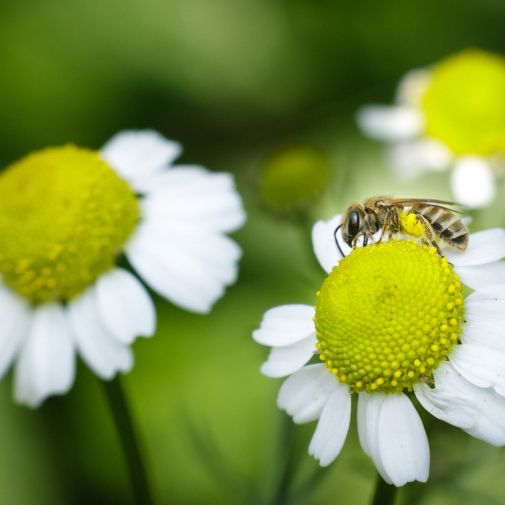 Franck Rondot Photographe   048   macro  montfermeil