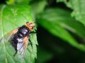 Franck Rondot Photographe   051   jardin  macro  montfermeil