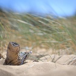 010   Reportage   Oleron 2010   Franck Rondot P