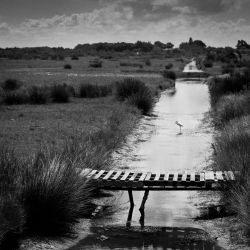 018   Reportage   Oleron 2010   Franck Rondot P