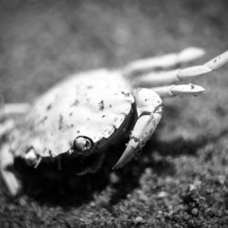 041   Reportage   Oleron 2010   Franck Rondot P