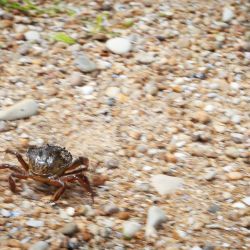 043   Reportage   Oleron 2010   Franck Rondot P