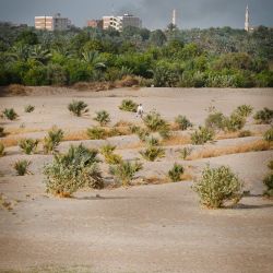 031   Reportage   Egypte 2011   Franck Rondot P